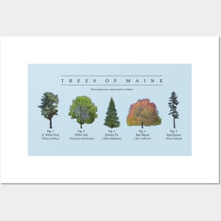 Trees of Maine Posters and Art